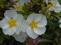 Cistus palhinhae 20, Saxifraga-Willem van Kruijsbergen