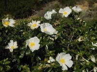 Cistus palhinhae 21, Saxifraga-Jan van der Straaten