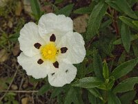 Cistus palhinhae 24, Saxifraga-Jan van der Straaten