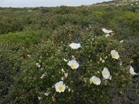 Cistus palhinhae 27, Saxifraga-Willem van Kruijsbergen