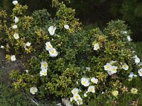 Cistus palhinhae 3, Saxifraga-Willem van Kruijsbergen