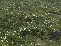 Cistus palhinhae 30, Saxifraga-Willem van Kruijsbergen