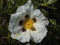 Cistus palhinhae 33, Saxifraga-Willem van Kruijsbergen