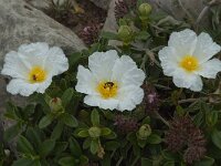 Cistus palhinhae 37, Saxifraga-Willem van Kruijsbergen