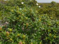 Cistus palhinhae 40, Saxifraga-Ed Stikvoort