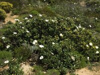 Cistus palhinhae 5, Saxifraga-Willem van Kruijsbergen