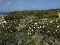 Cistus palhinhae 6, Saxifraga-Willem van Kruijsbergen