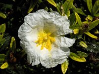 Cistus palhinhae 8, Saxifraga-Willem van Kruijsbergen