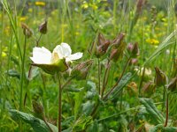 Cistus psilosepalus 3, Saxifraga-Hans Grotenhuis
