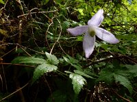 Clematis alpina 13, Saxifraga-Ed Stikvoort