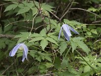 Clematis alpina 16, Saxifraga-Willem van Kruijsbergen