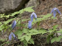 Clematis alpina 19, Saxifraga-Willem van Kruijsbergen