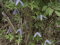 Clematis alpina 20, Saxifraga-Willem van Kruijsbergen