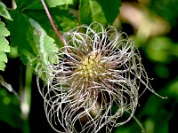 Clematis alpina 28, Saxifraga-Sonja Bouwman  Alpenbosrank - Clematis alpina - Ranunculaceae familie