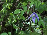 Clematis alpina 7, Saxifraga-Jeroen Willemsen