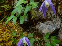 Clematis alpina 8, Saxifraga-Ed Stikvoort