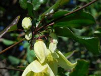 Clematis cirrhosa 8, Saxifraga-Ed Stikvoort