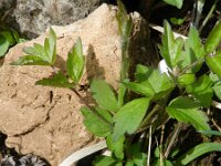 Clematis vitalba 27, Bosrank, Saxifraga-Rutger Barendse