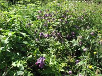 Clematis viticella 2, Saxifraga-Jasenka Topic