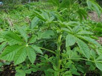 Cleome hassleriana 2, Saxifraga-Rutger Barendse
