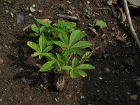 Cleome hassleriana 4, Saxifraga-Rutger Barendse