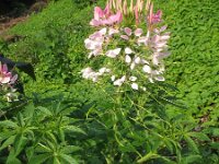 Cleome hassleriana 5, Saxifraga-Rutger Barendse