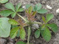 Cleome hassleriana 6, Saxifraga-Rutger Barendse