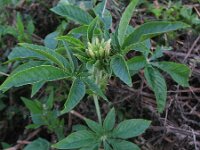 Cleome hassleriana 7, Saxifraga-Rutger Barendse
