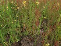 Coincya monensis 13, Muurbloemmosterd, Saxifraga-Hans Boll