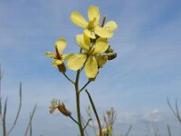 Coincya monensis 25, Muurbloemmosterd, Saxifraga-Ed Stikvoort