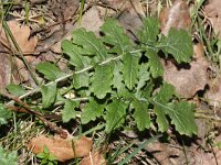 Coincya monensis 3, Muurbloemmosterd, Saxifraga-Rutger Barendse