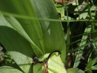 Colchicum autumnale 24, Herfsttijloos, Saxifraga-Rutger Barendse