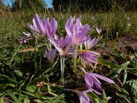 Colchicum autumnale 35, Herfsttijloos, Saxifraga-Ed Stikvoort