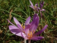 Colchicum autumnale 39, Herfsttijloos, Saxifraga-Ed Stikvoort