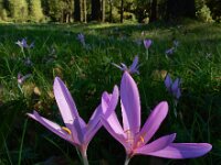 Colchicum autumnale 42, Herfsttijloos, Saxifraga-Ed Stikvoort