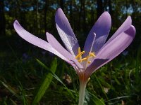 Colchicum autumnale 44, Herfsttijloos, Saxifraga-Ed Stikvoort