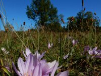 Colchicum autumnale 45, Herfsttijloos, Saxifraga-Ed Stikvoort