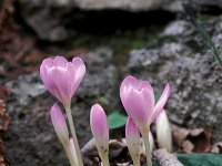 Colchicum autumnale 8, Herfsttijloos, Saxifraga-Piet Zomerdijk