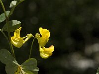 Colutea arborescens 12, Europese blazenstruik, Saxifraga-Jan van der Straaten