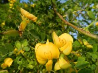 Colutea arborescens 14, Europese blazenstruik, Saxifraga-Rutger Barendse