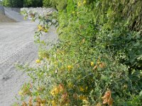 Colutea arborescens 18, Europese blazenstruik, Saxifraga-Rutger Barendse