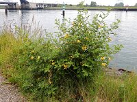 Colutea arborescens 24, Europese blazenstruik, Saxifraga-Ed Stikvoort