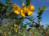 Colutea arborescens 30, Europese blazenstruik, Saxifraga-Ed Stikvoort
