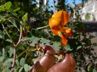 Colutea arborescens 32, Europese blazenstruik, Saxifraga-Ed Stikvoort