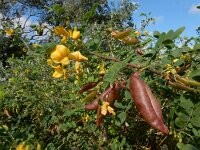 Colutea arborescens 33, Europese blazenstruik, Saxifraga-Ed Stikvoort