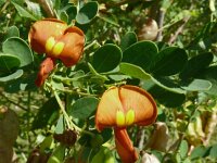 Colutea arborescens 37, Europese blazenstruik, Saxifraga-Hans Grotenhuis