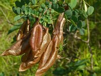 Colutea arborescens 38, Europese blazenstruik, Saxifraga-Hans Grotenhuis
