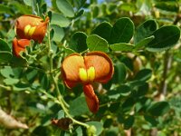 Colutea arborescens 40, Europese blazenstruik, Saxifraga-Hans Grotenhuis