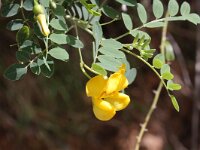 Colutea arborescens 5, Europese blazenstruik, Saxifraga-Rutger Barendse
