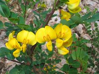 Colutea arborescens 7, Europese blazenstruik, Saxifraga-Jasenka Topic